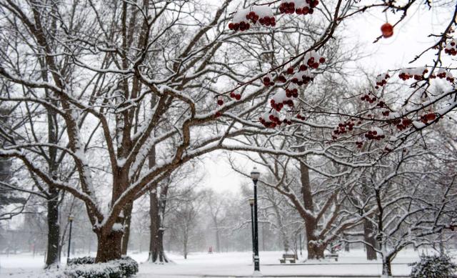 winter landscape